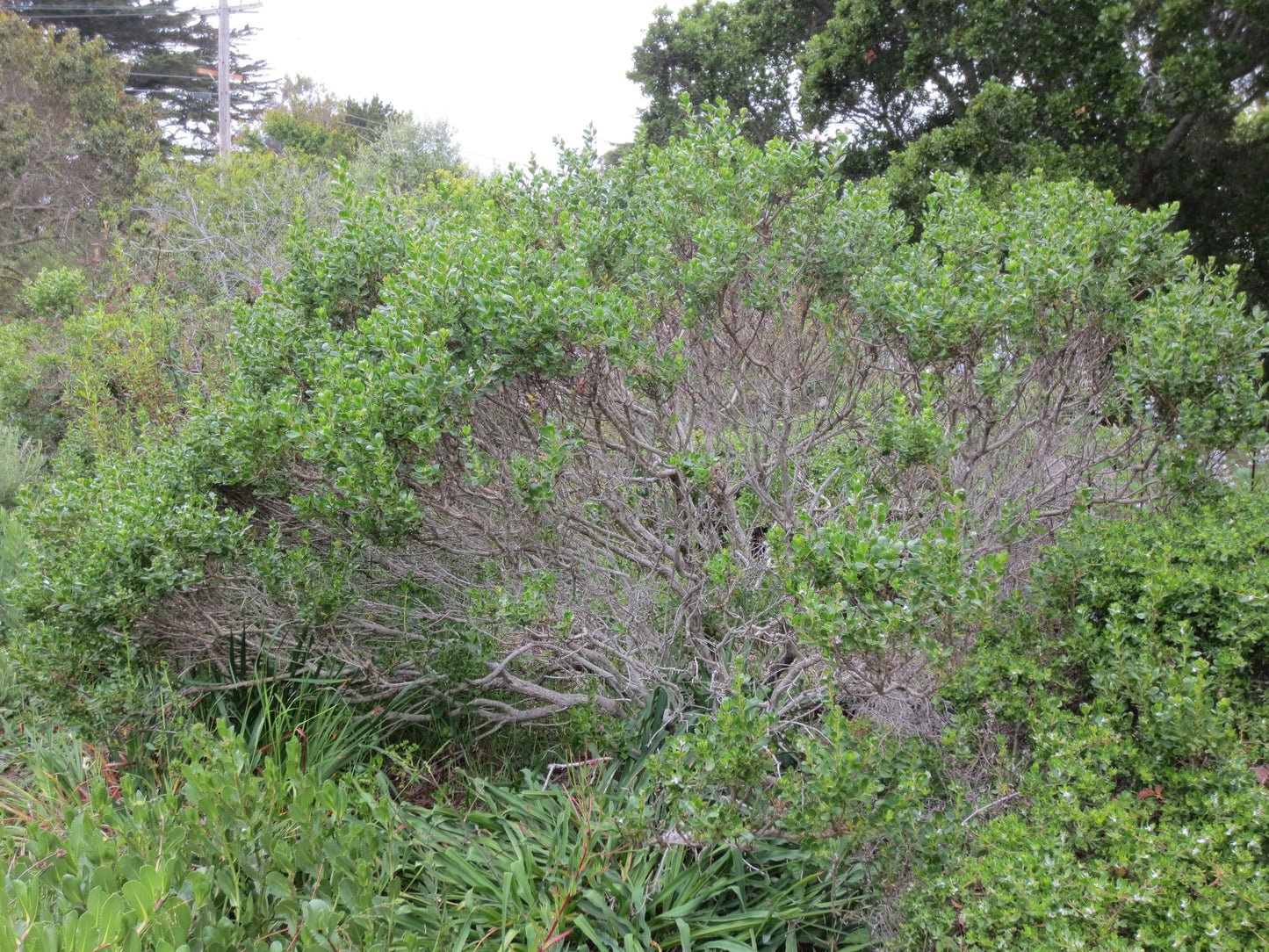Baccharis pilularis, Coyote Bush