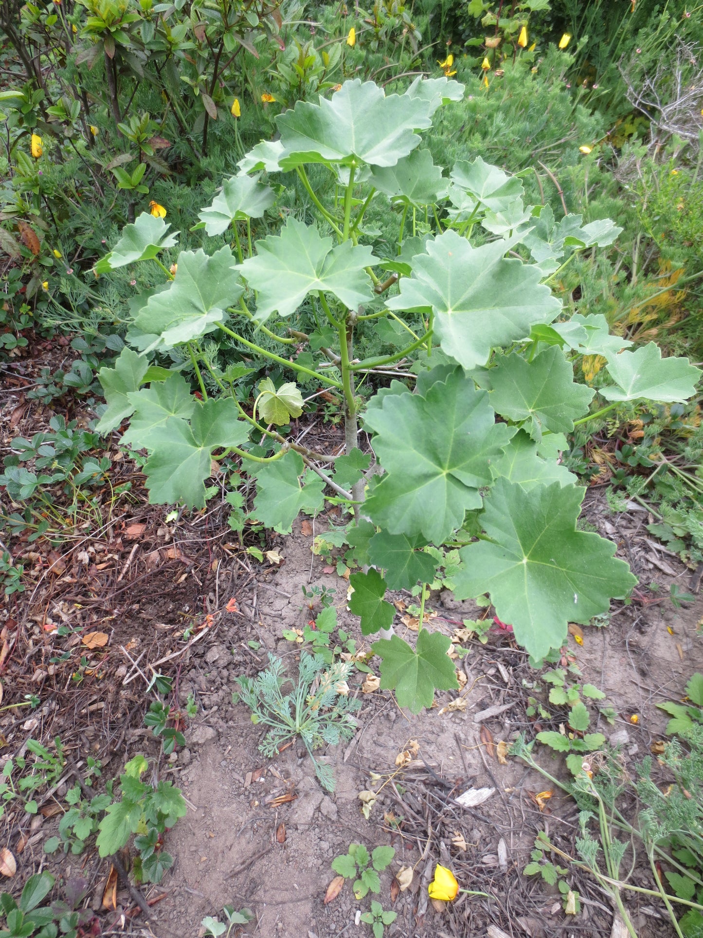 Malva assurgentiflora, Tree Mallow