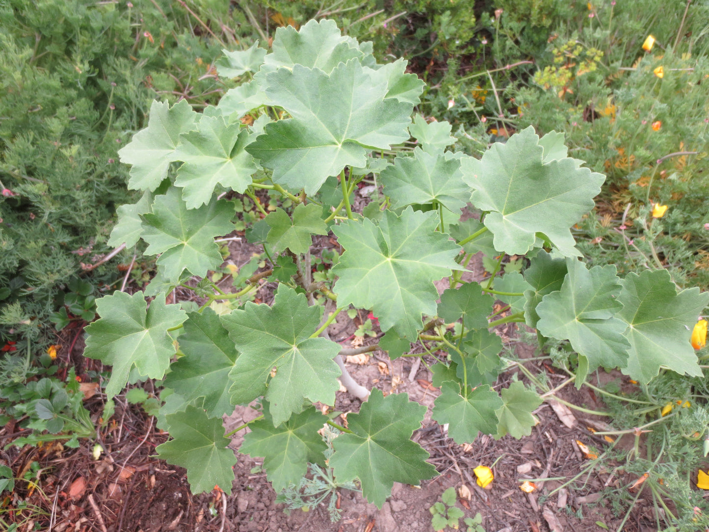 Malva assurgentiflora, Tree Mallow