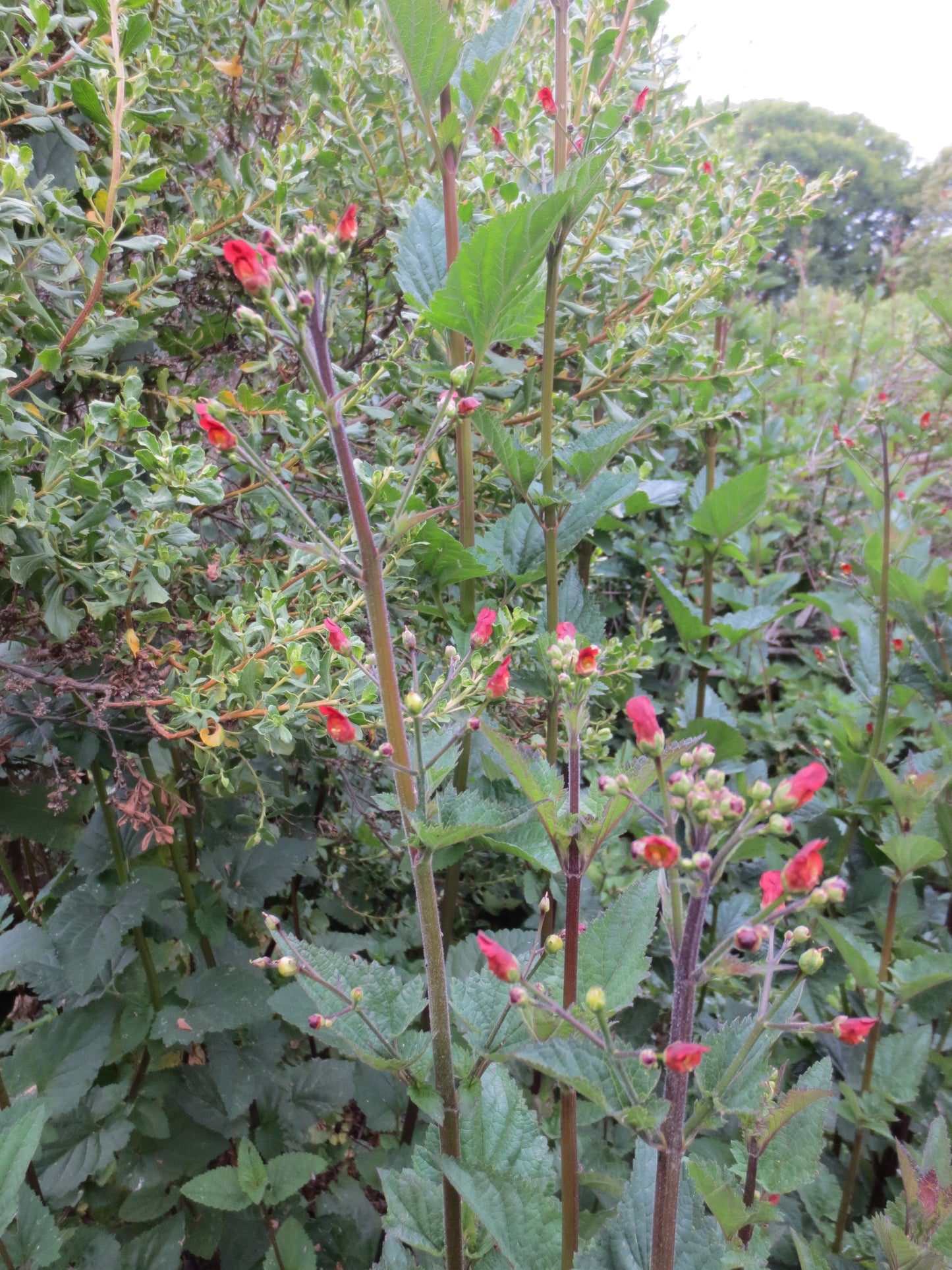 Scrophularia californica, Bee Plant