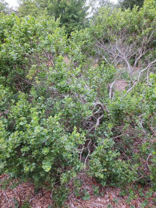 Baccharis pilularis, Coyote Bush