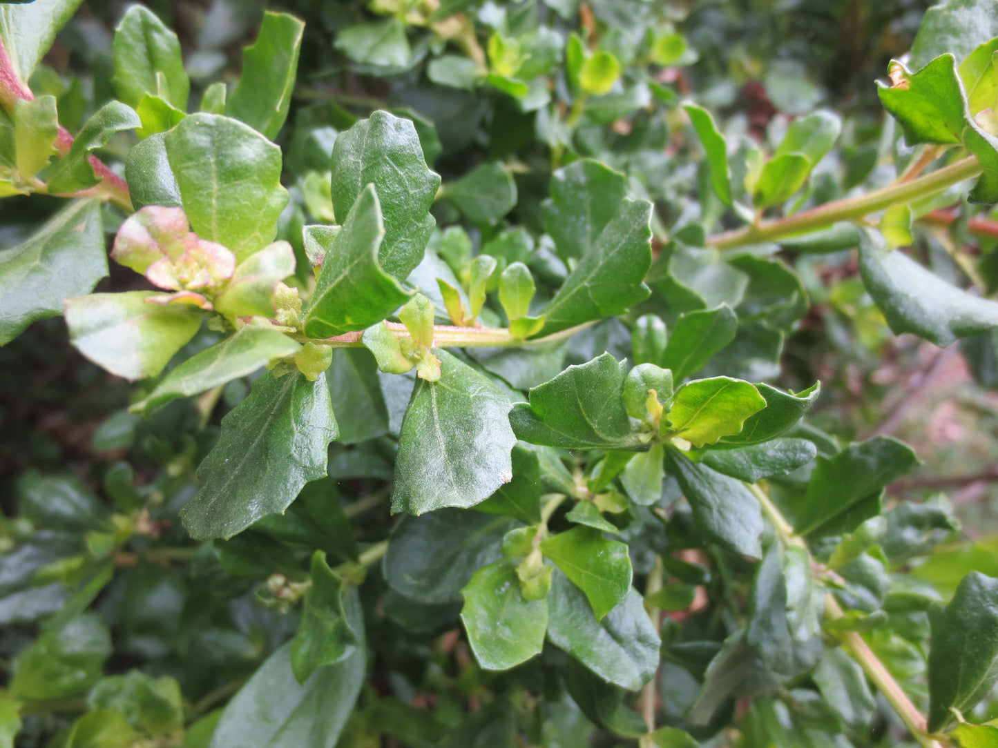 Baccharis pilularis, Coyote Bush