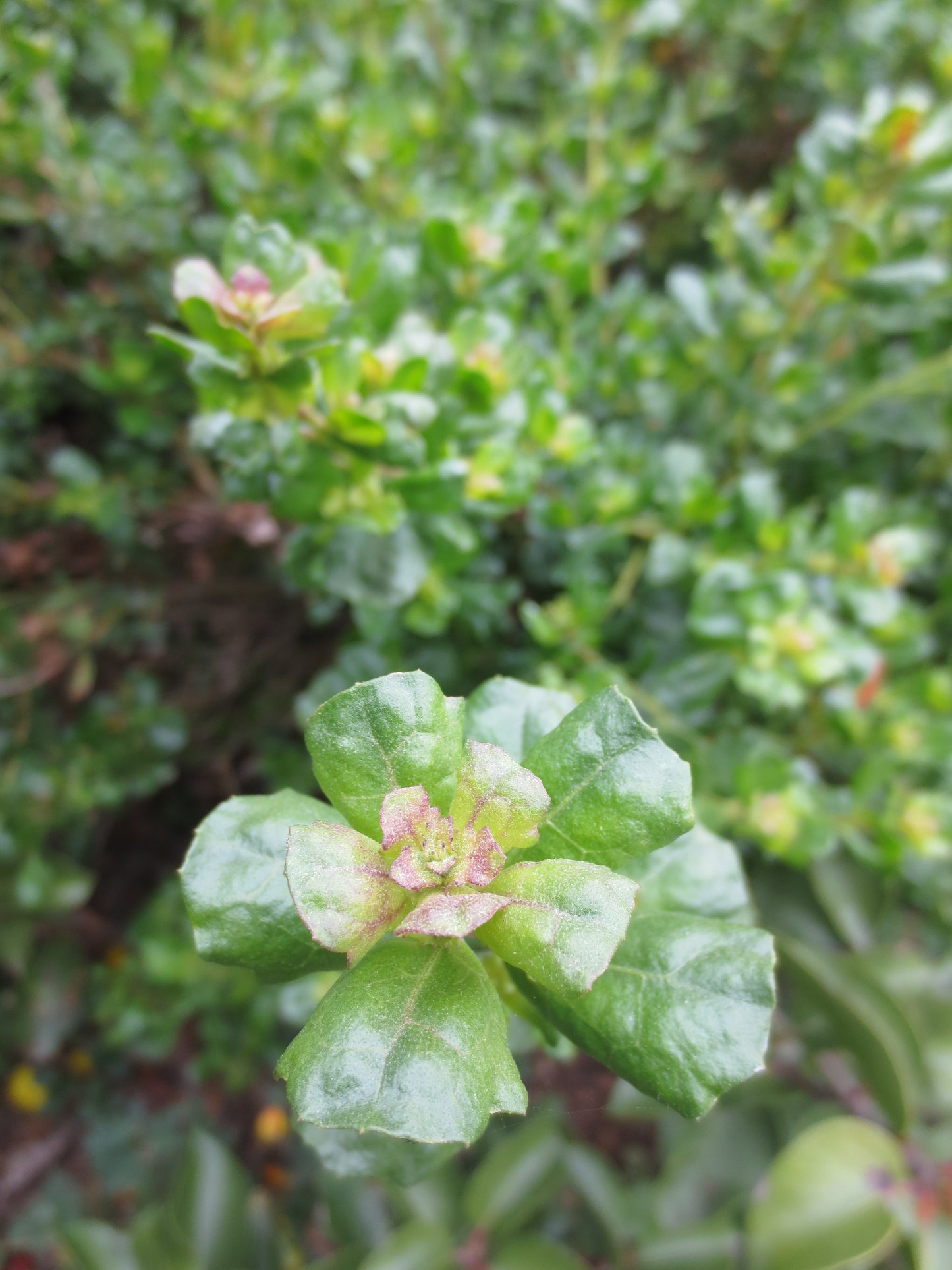 Baccharis pilularis, Coyote Bush