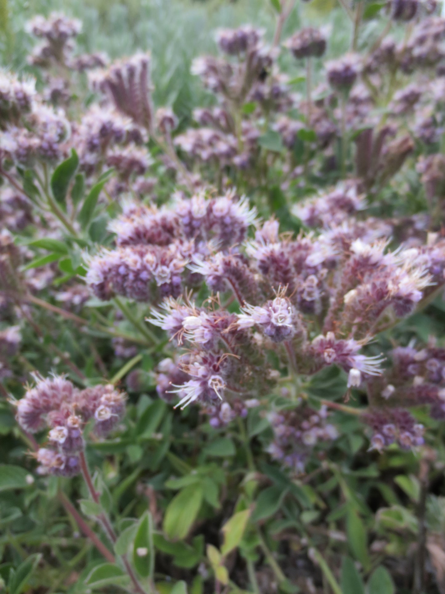 Phacelia californica, Coast Phacelia