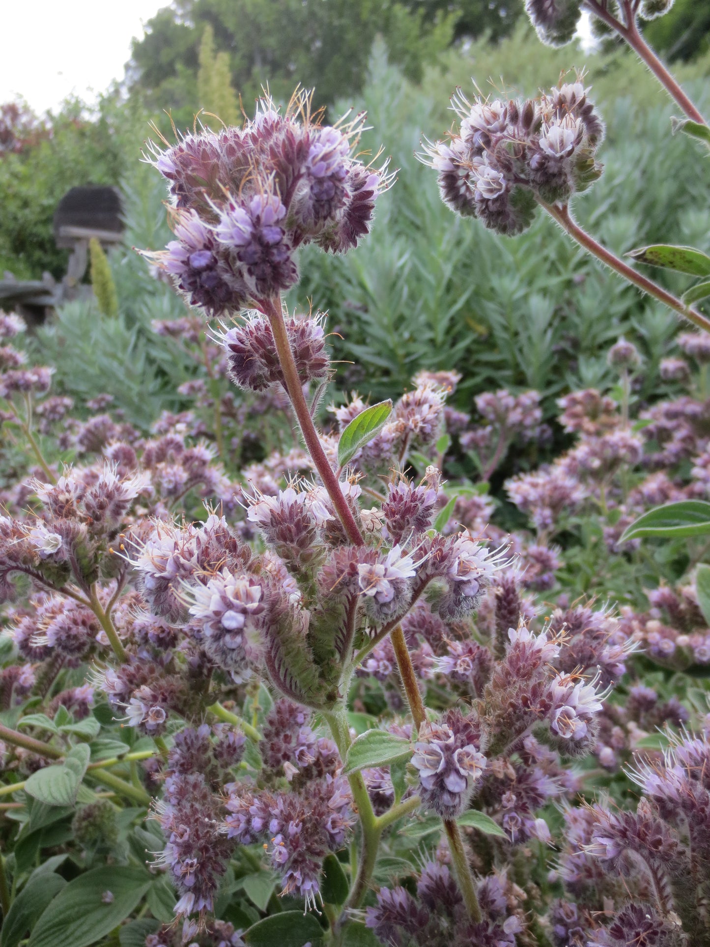 Phacelia californica, Coast Phacelia