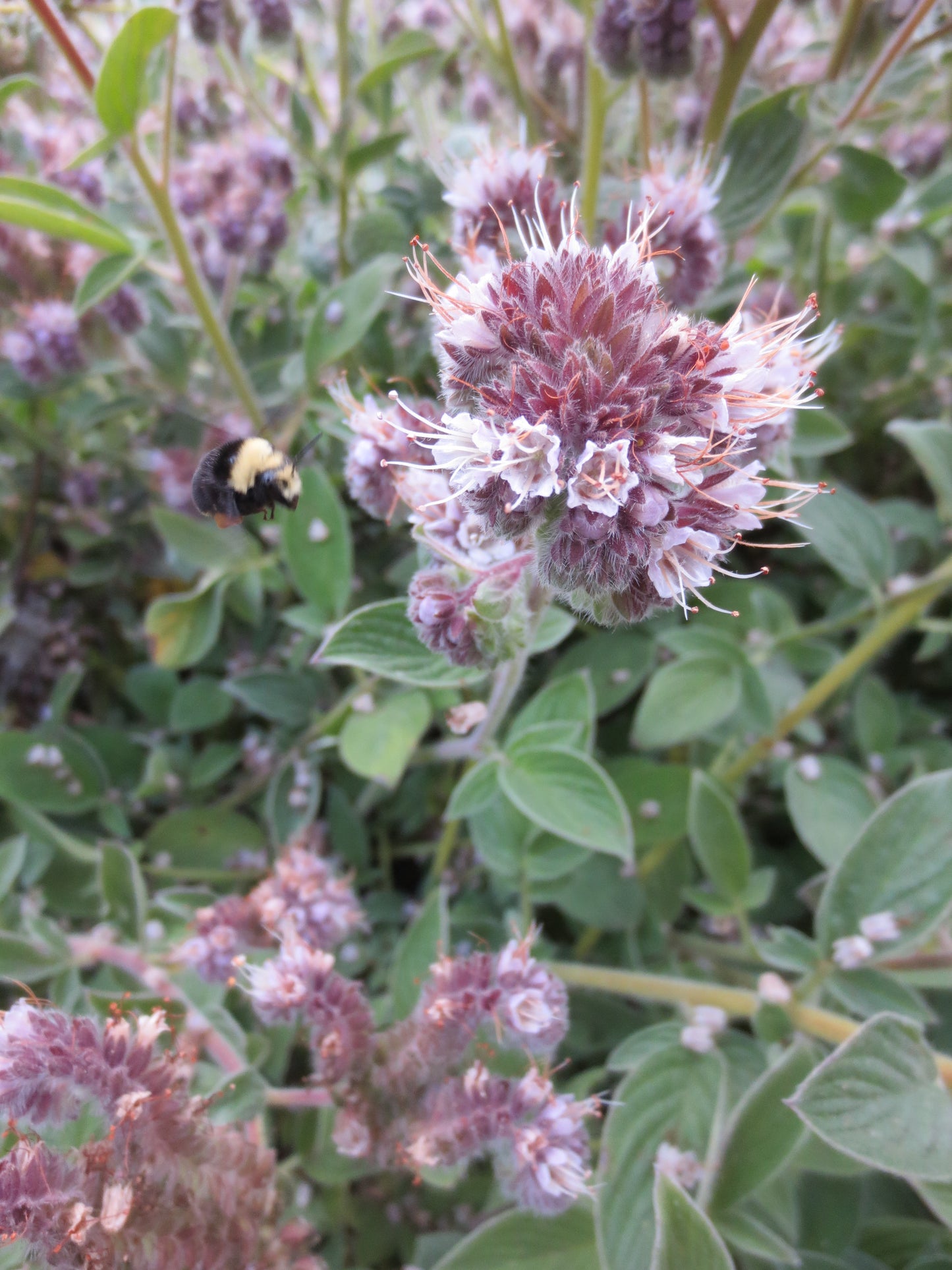 Phacelia californica, Coast Phacelia