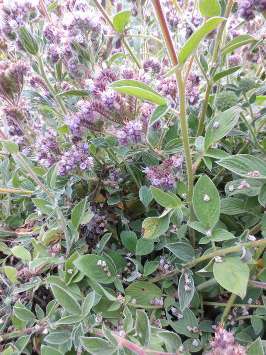 Phacelia californica, Coast Phacelia