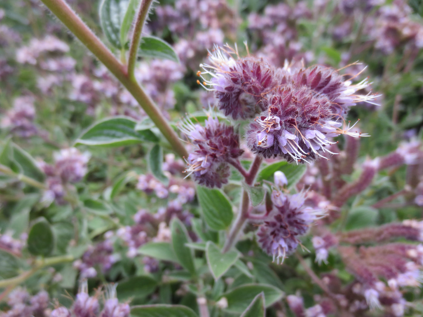 Phacelia californica, Coast Phacelia