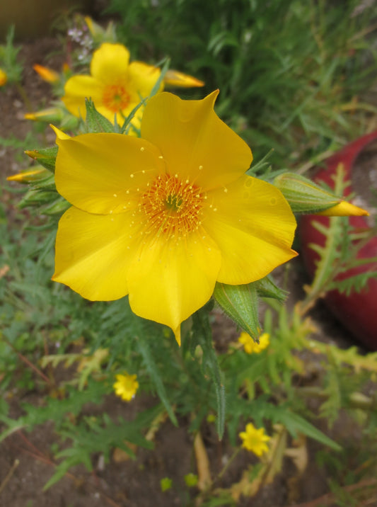 Mentzelia lindleyi, Lindley's Blazing Star
