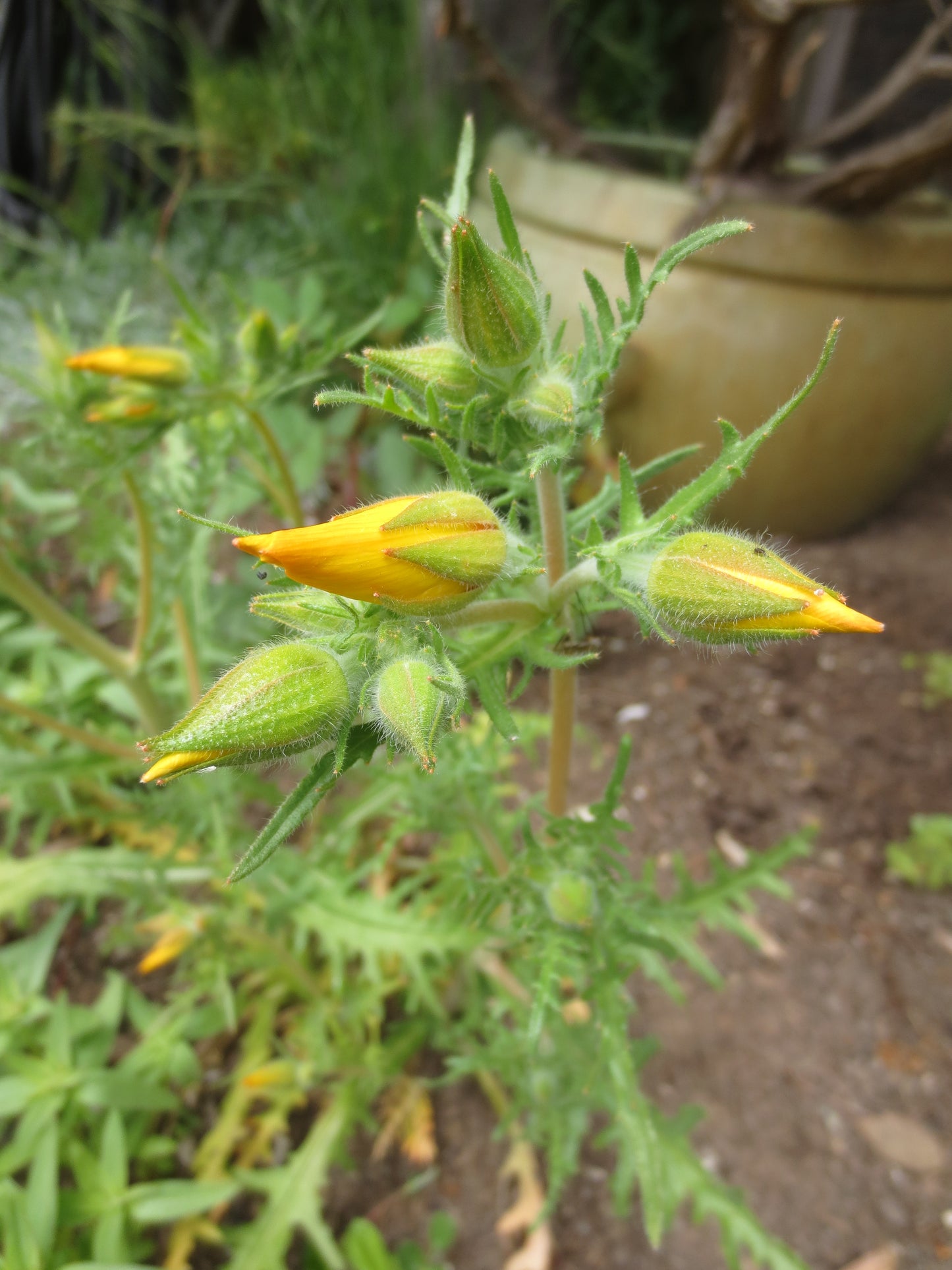 Mentzelia lindleyi, Lindley's Blazing Star