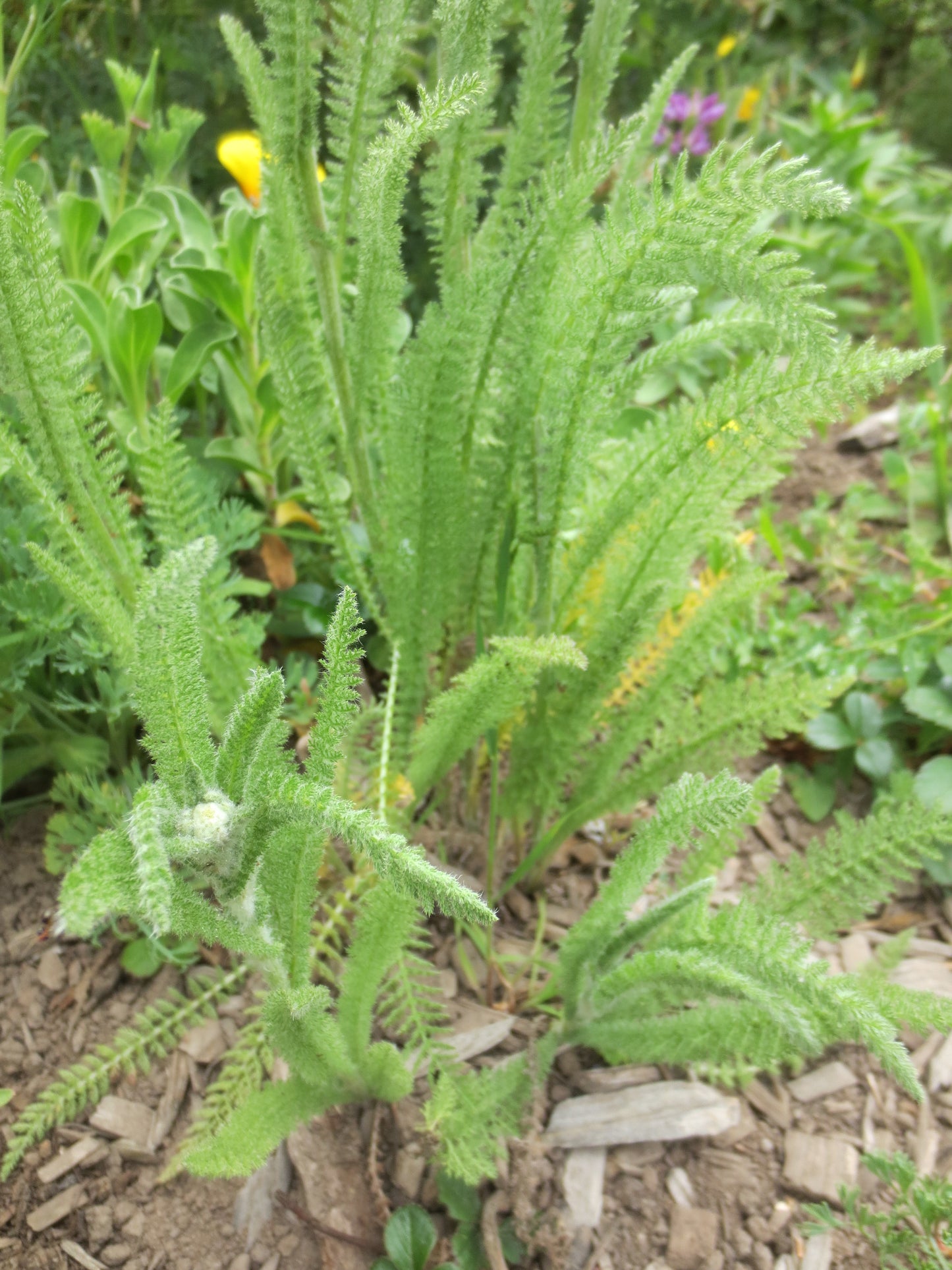 Achillea millefolium, White Yarrow