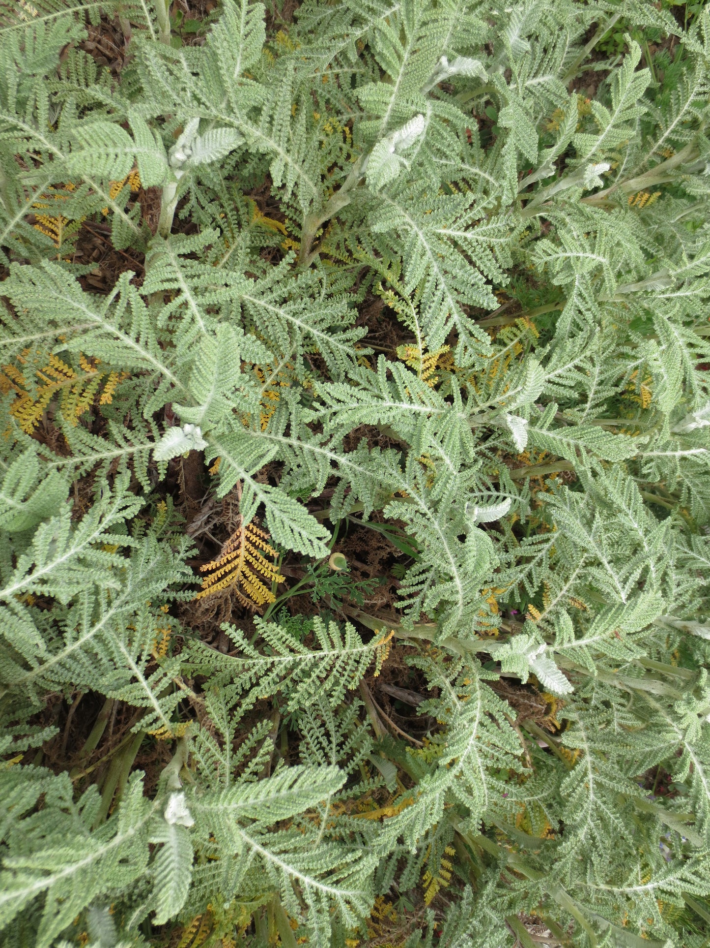Tanacetum bipinnatum, Dune Tansy