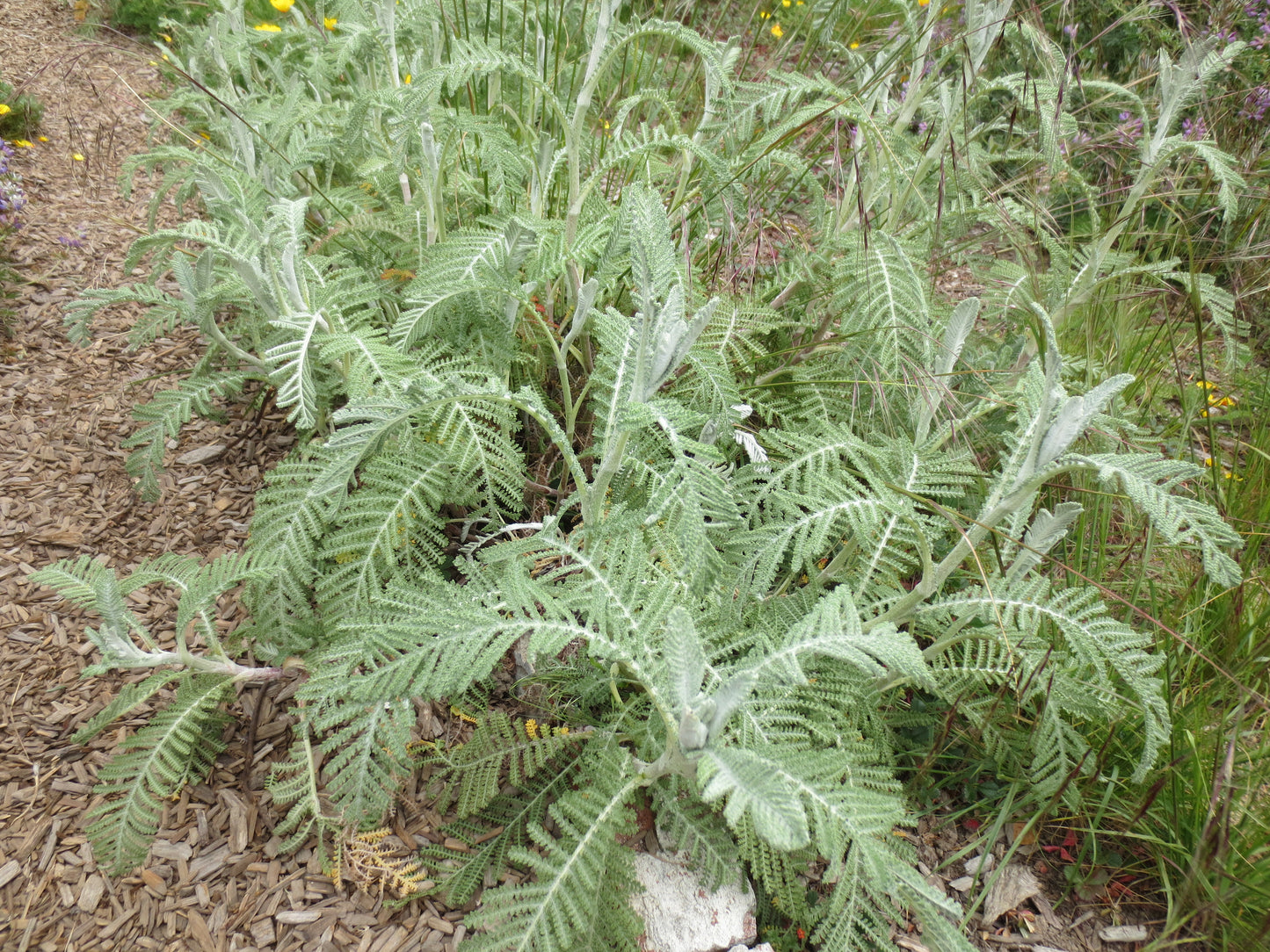 Tanacetum bipinnatum, Dune Tansy