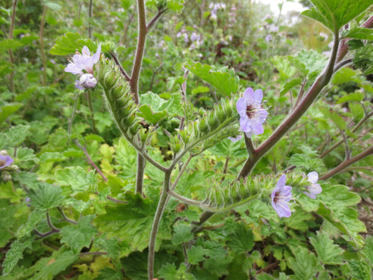 Phacelia bolanderi, Bolander's Phacelia