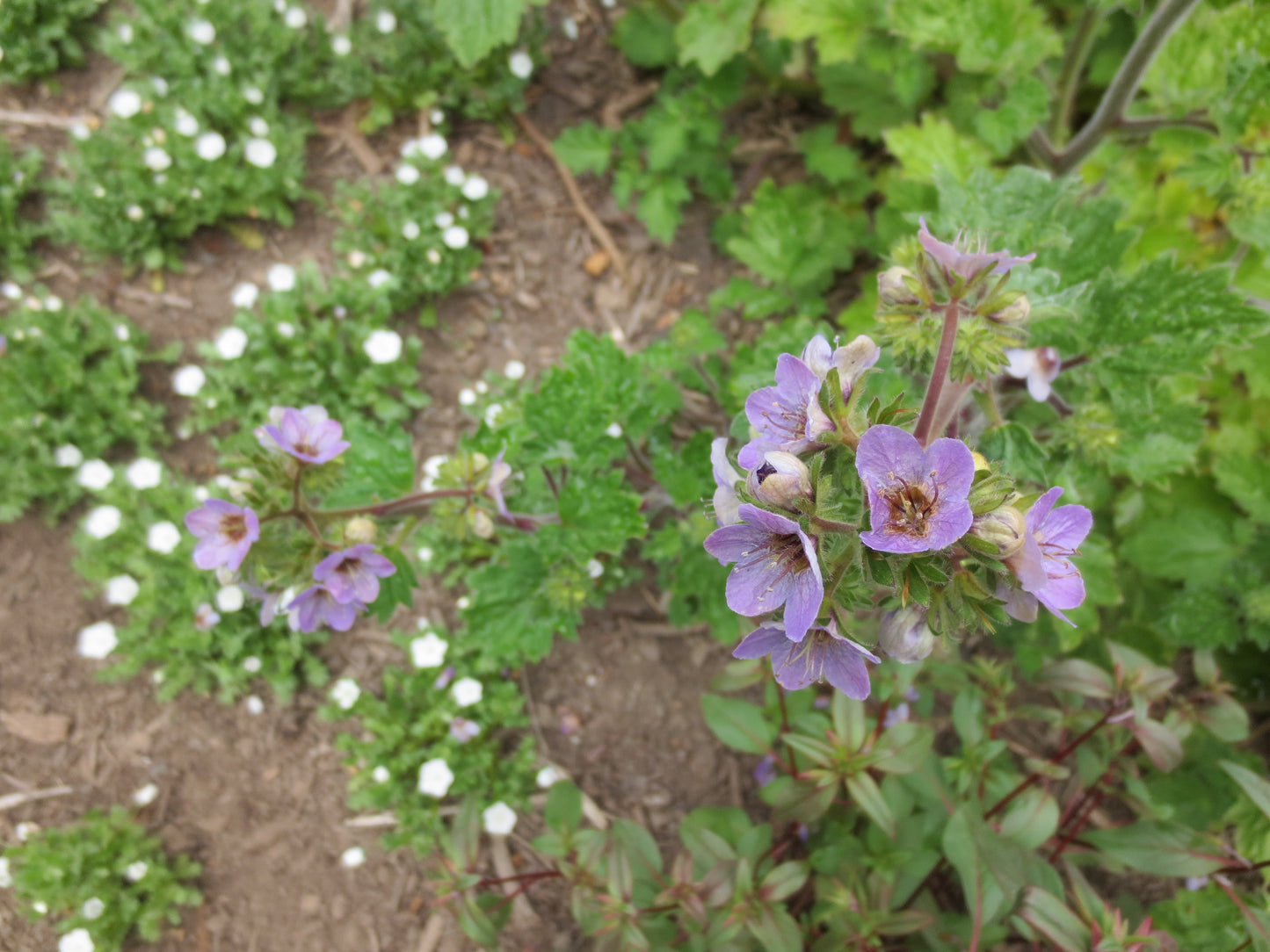 Phacelia bolanderi, Bolander's Phacelia