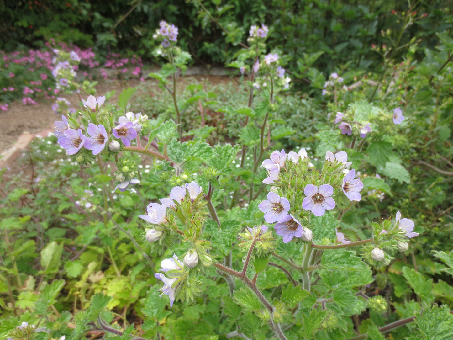 Phacelia bolanderi, Bolander's Phacelia