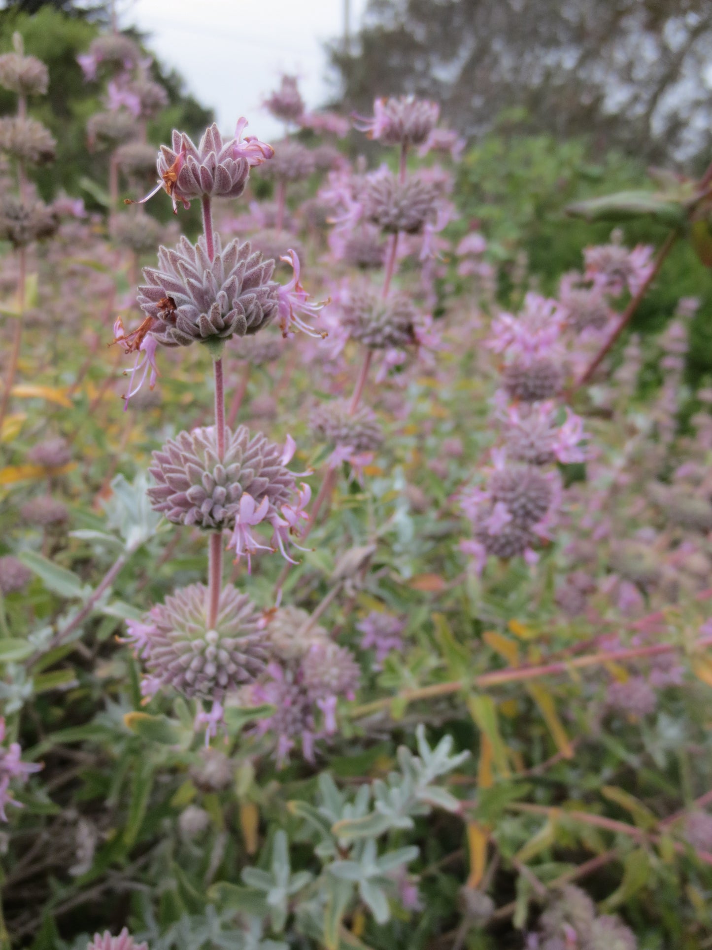Salvia leucophylla, Purple Flowering Sage