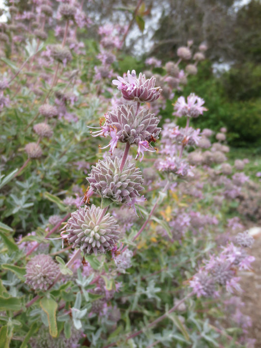 Salvia leucophylla, Purple Flowering Sage
