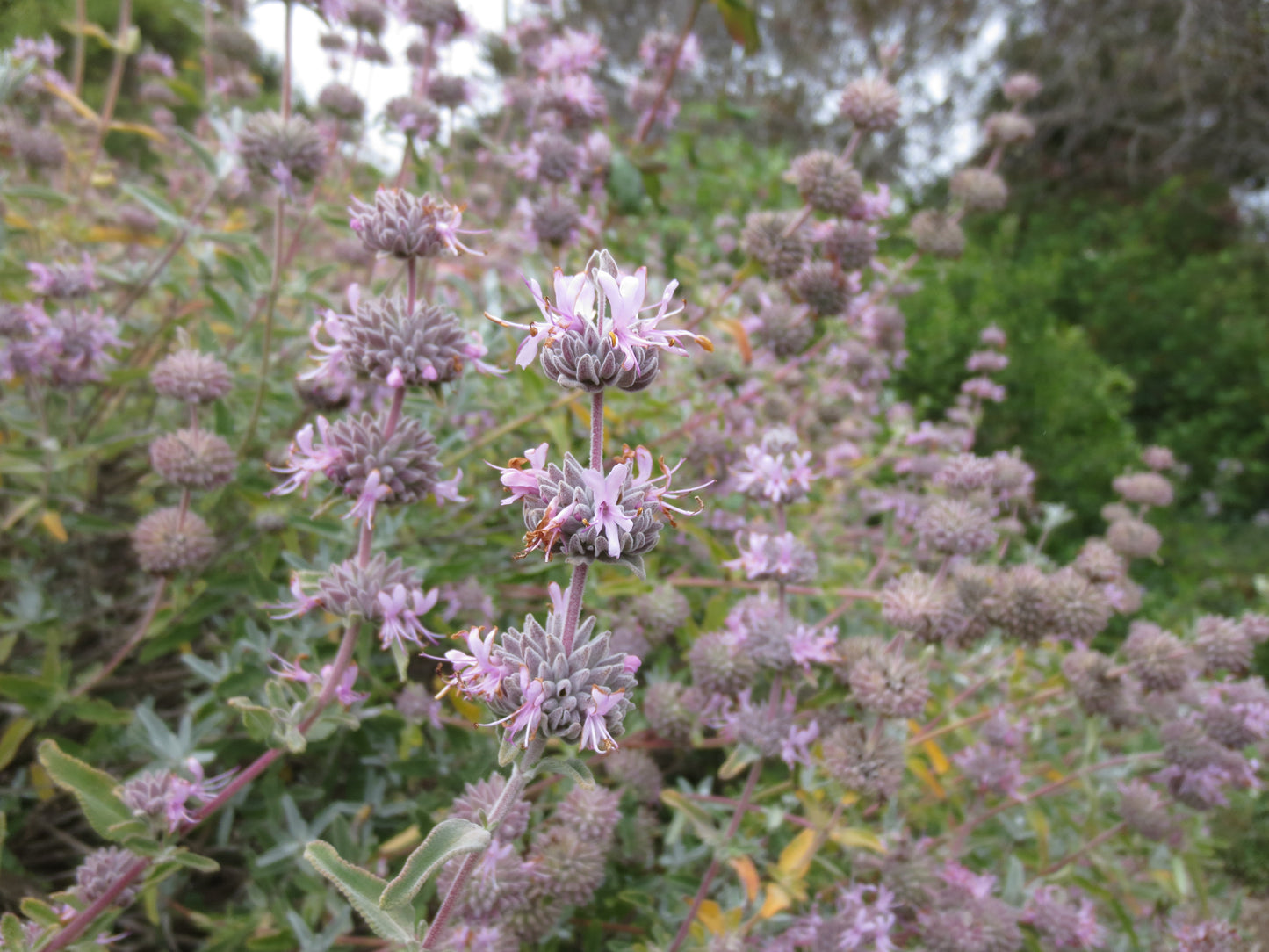 Salvia leucophylla, Purple Flowering Sage