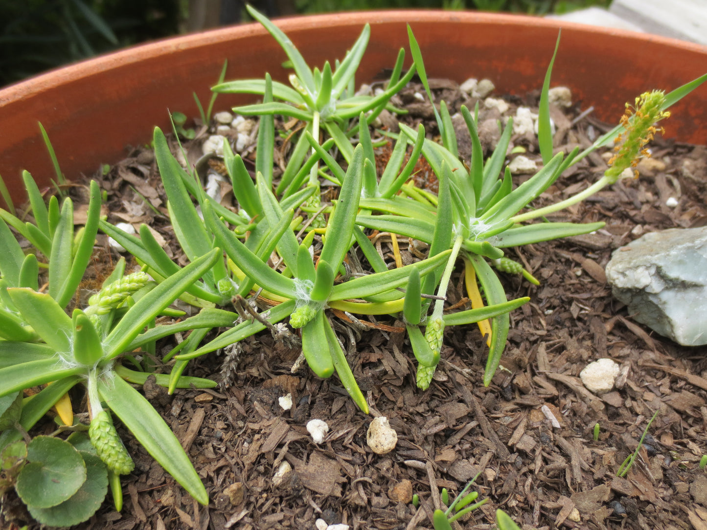 Plantago maritima, Seaside Plantain