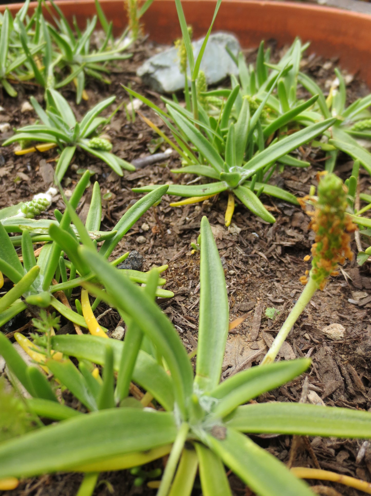 Plantago maritima, Seaside Plantain