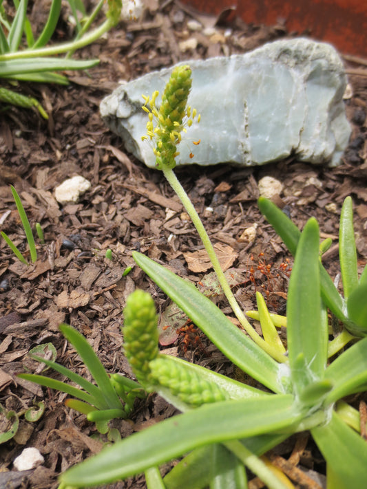 Plantago maritima, Seaside Plantain