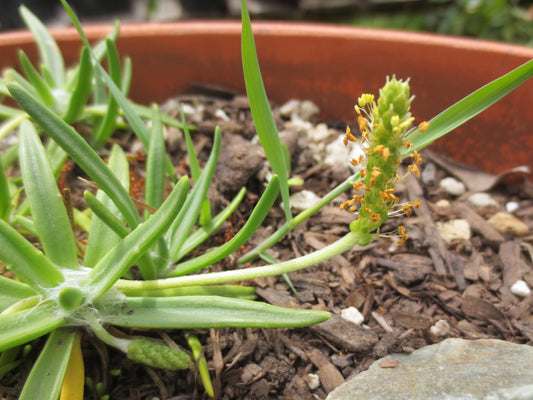 Plantago maritima, Seaside Plantain