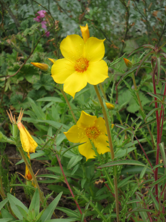 Mentzelia lindleyi, Lindley's Blazing Star
