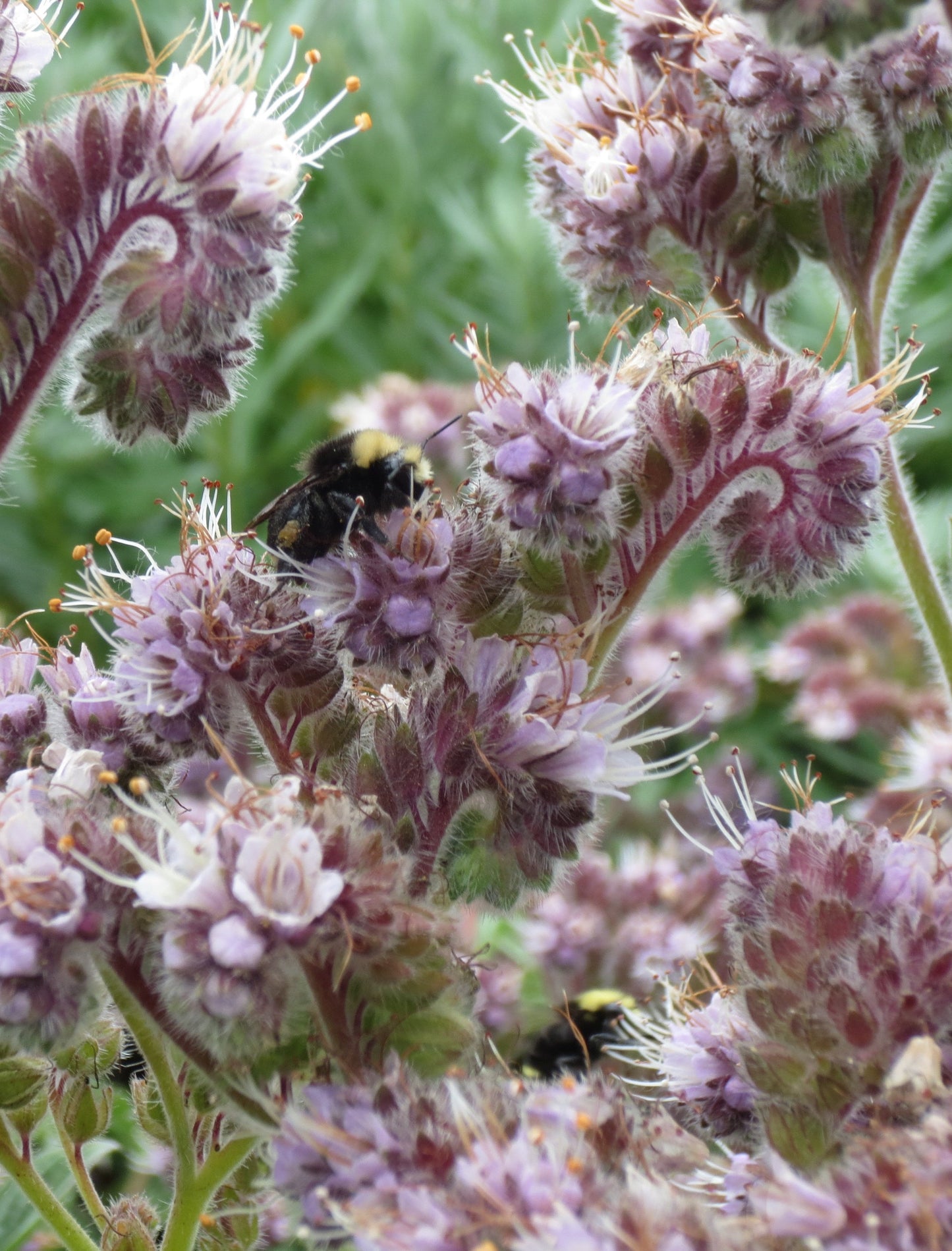Phacelia californica, Coast Phacelia