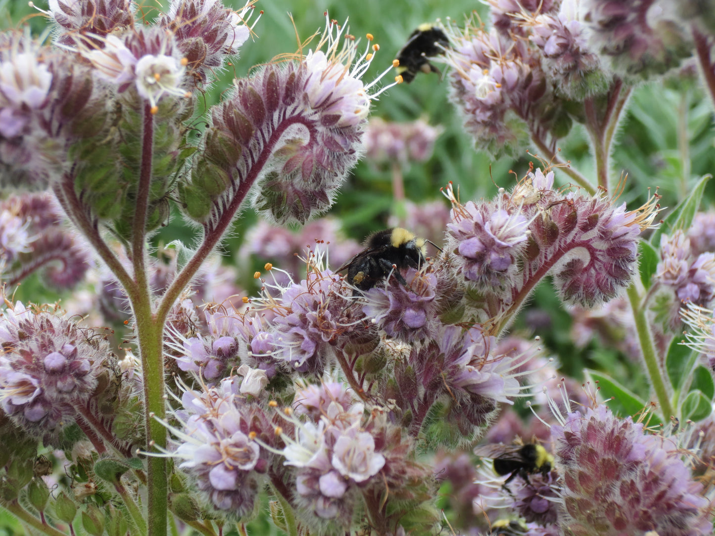 Phacelia californica, Coast Phacelia