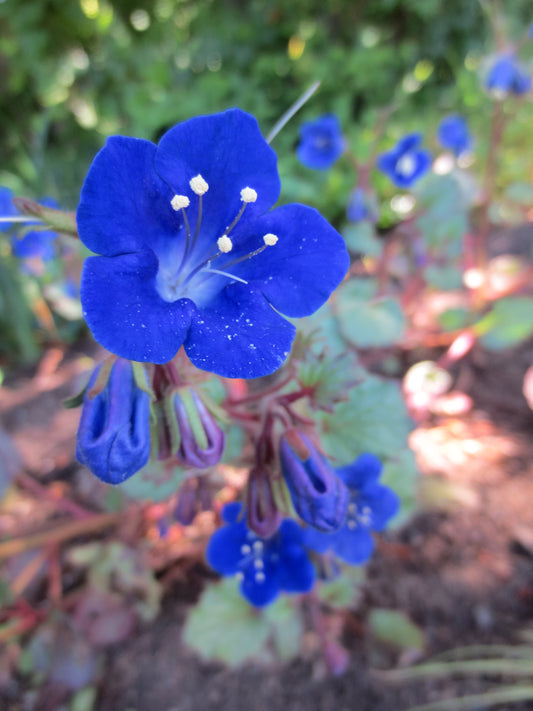 Phacelia campanularia, California Bluebells