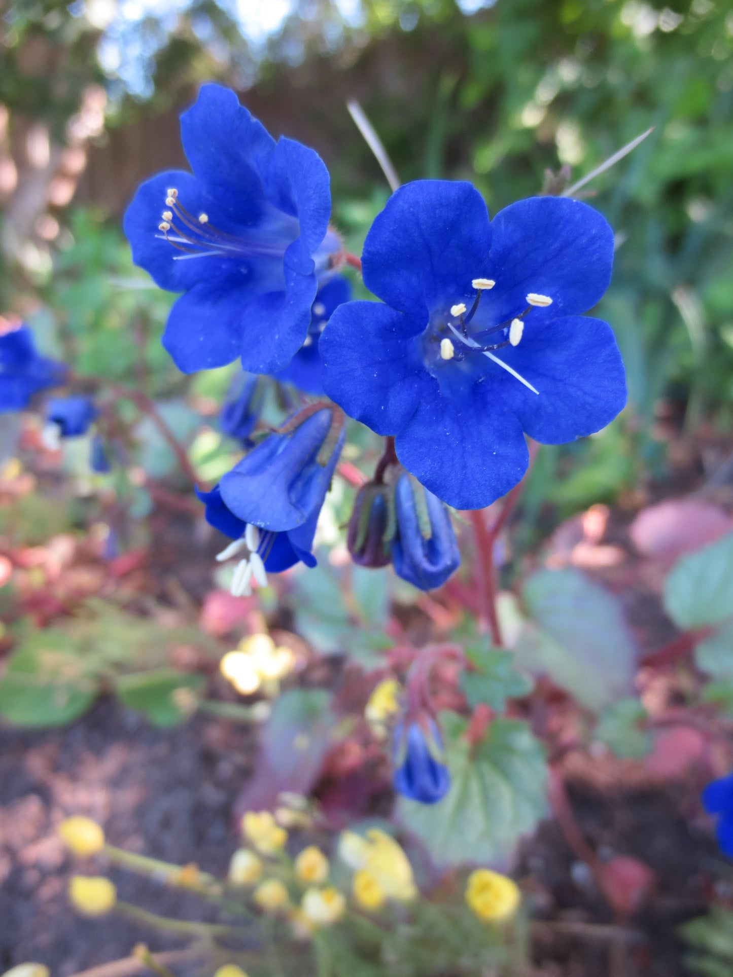 Phacelia campanularia, California Bluebells