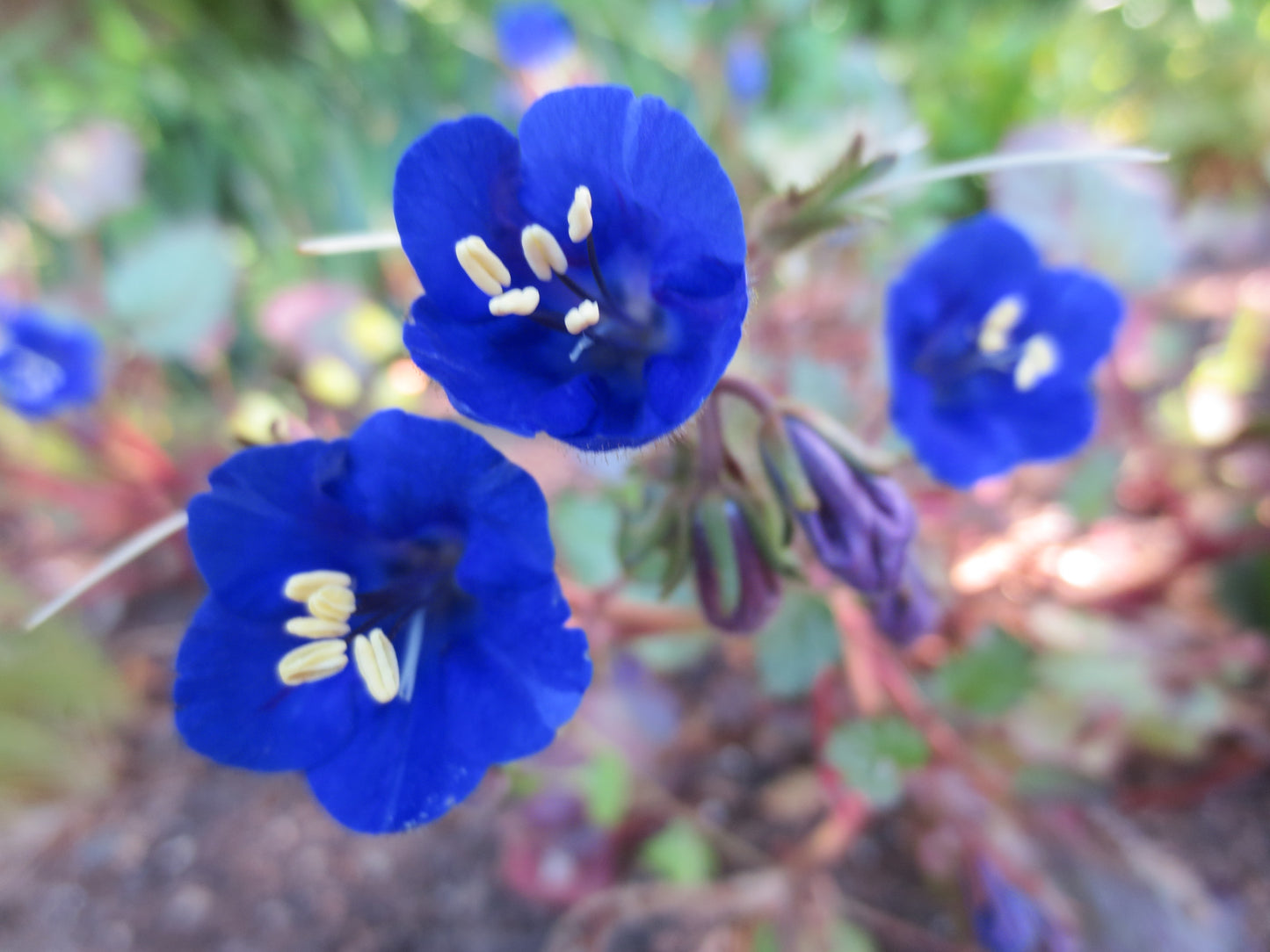 Phacelia campanularia, California Bluebells