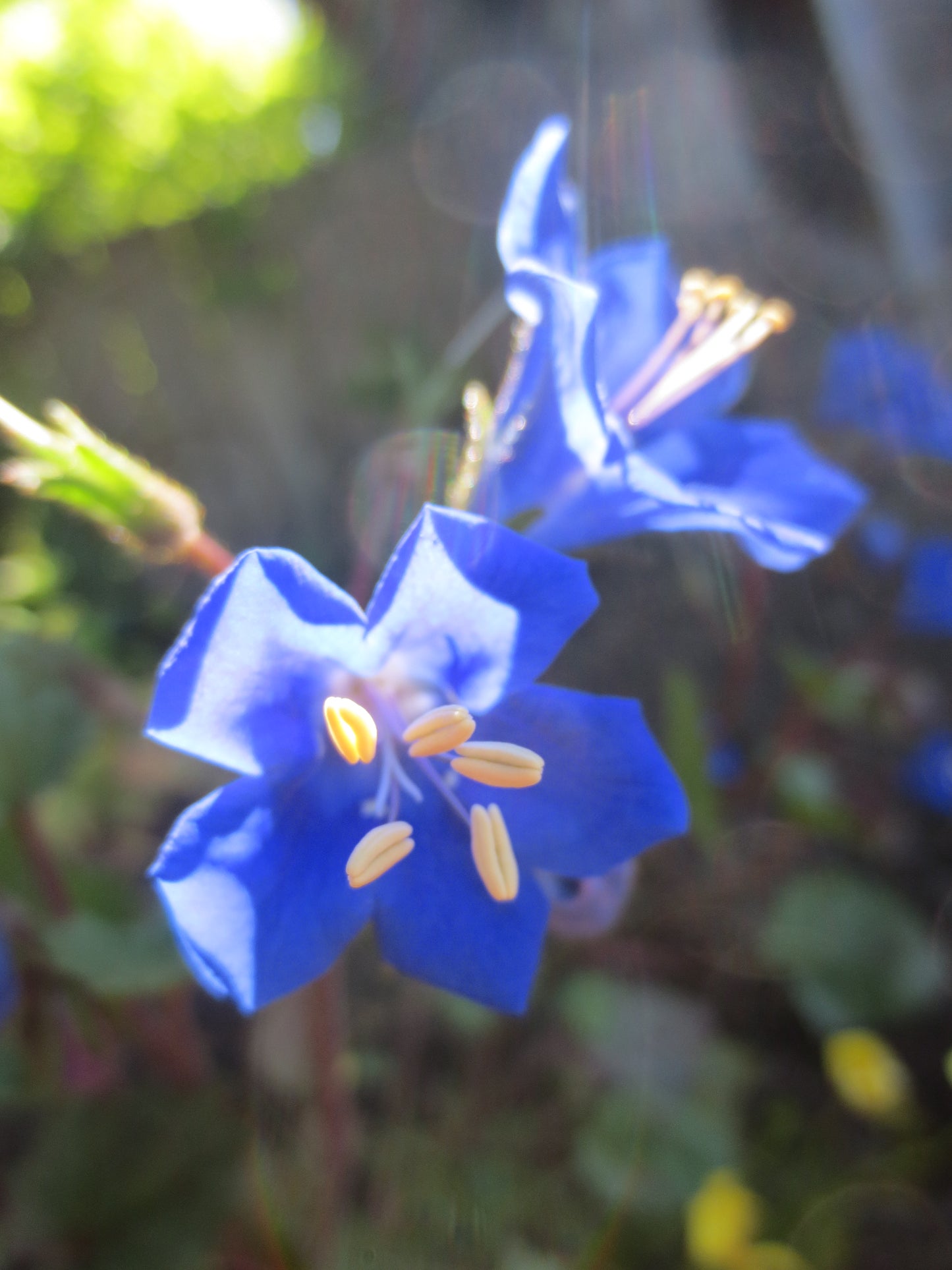 Phacelia campanularia, California Bluebells
