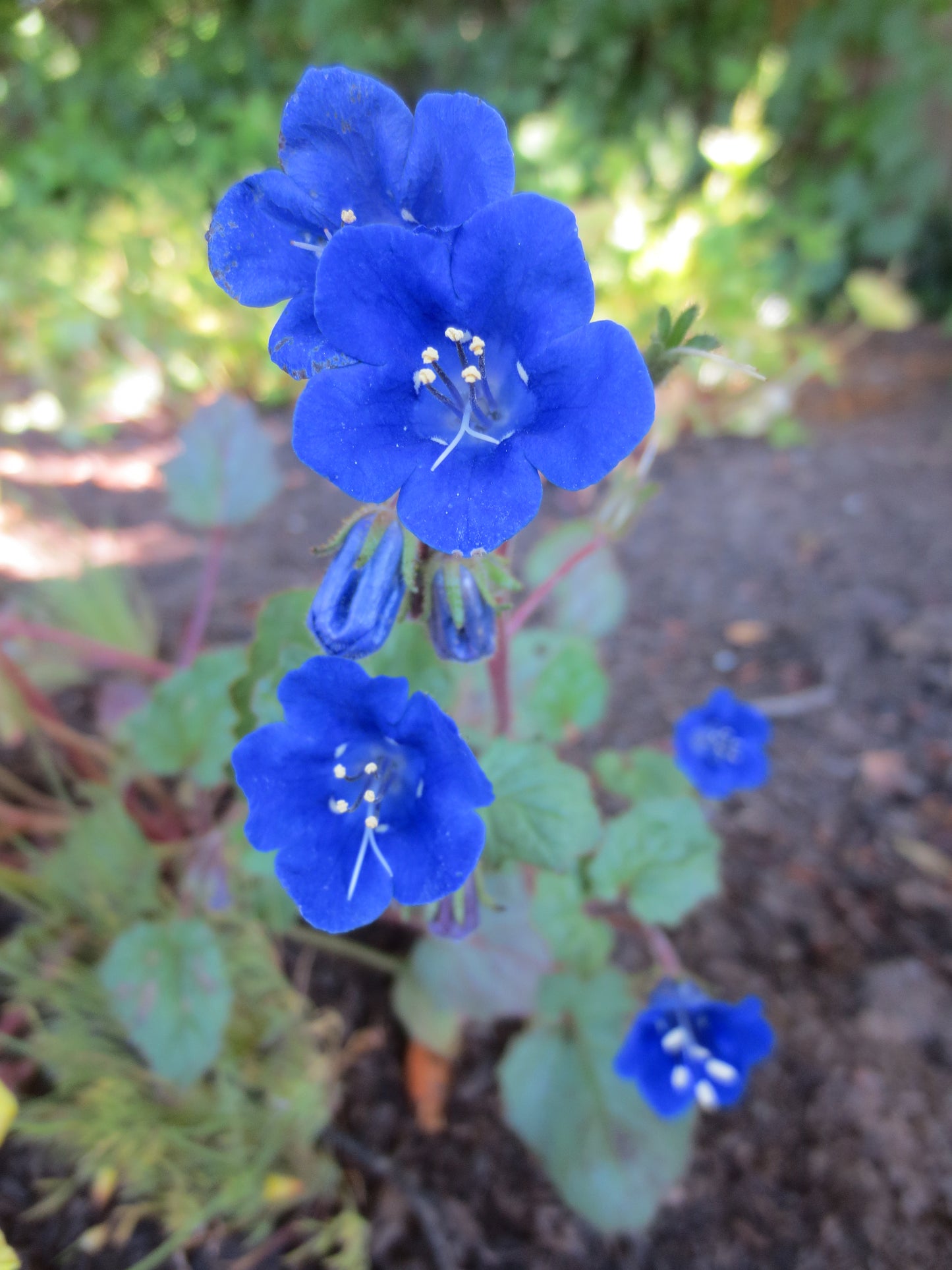 Phacelia campanularia, California Bluebells