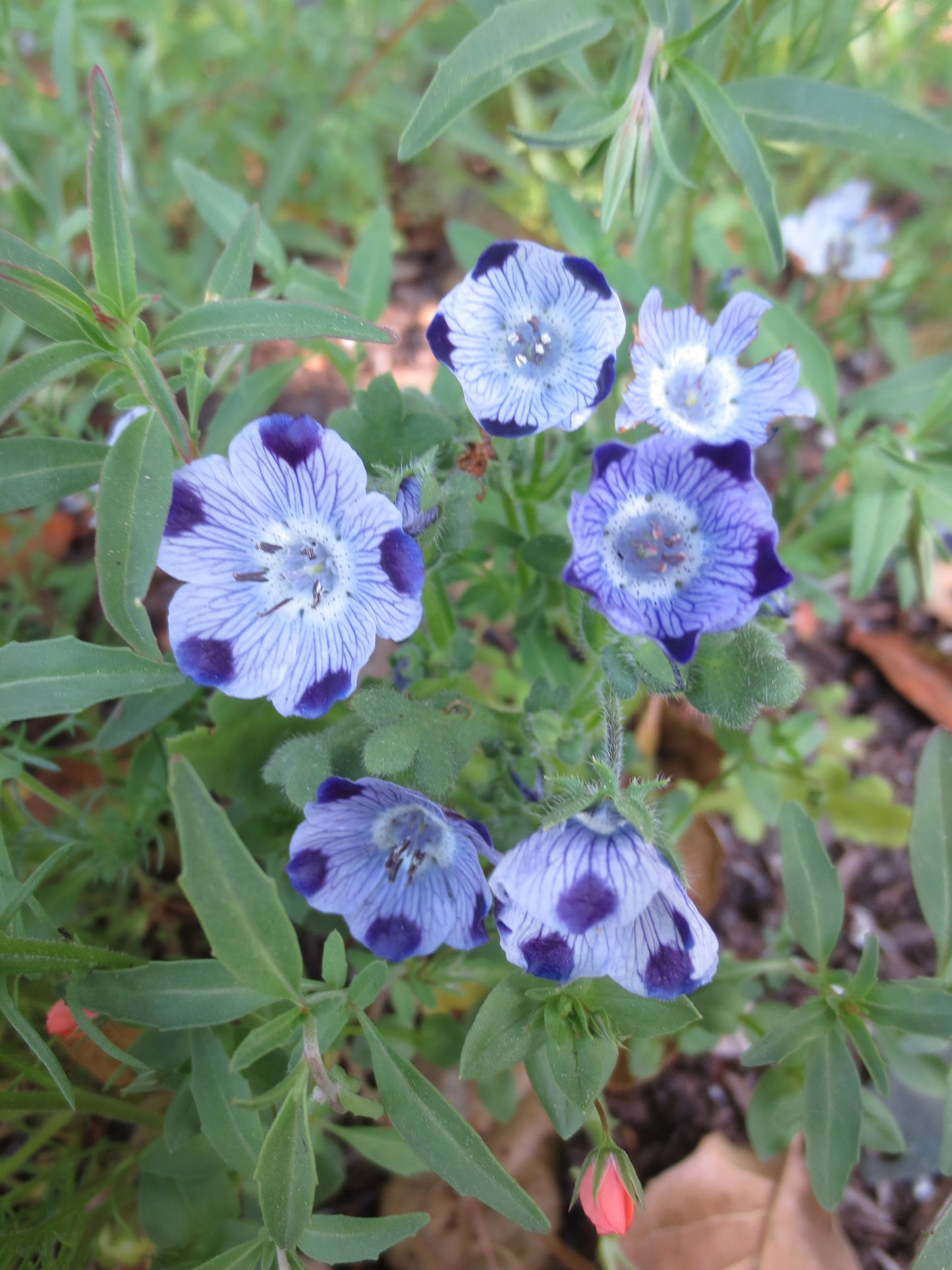 Nemophila maculata, Five Spot