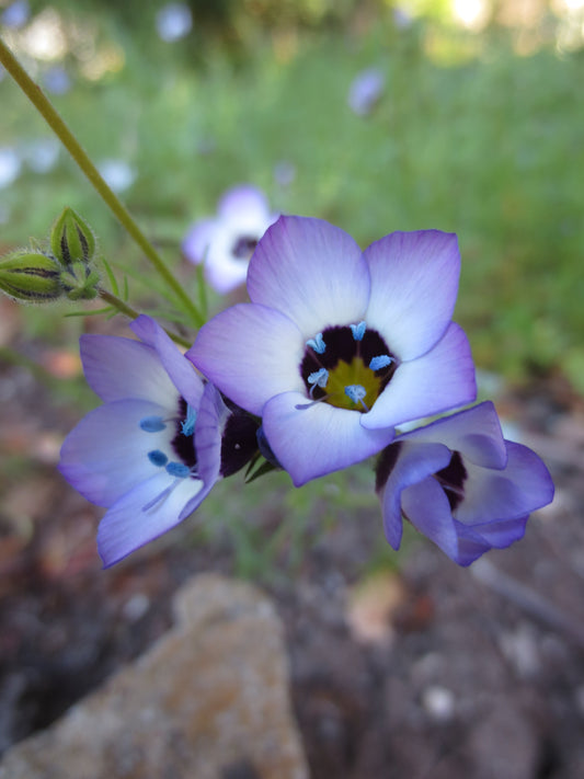 Gilia tricolor, Bird's Eye Gilia