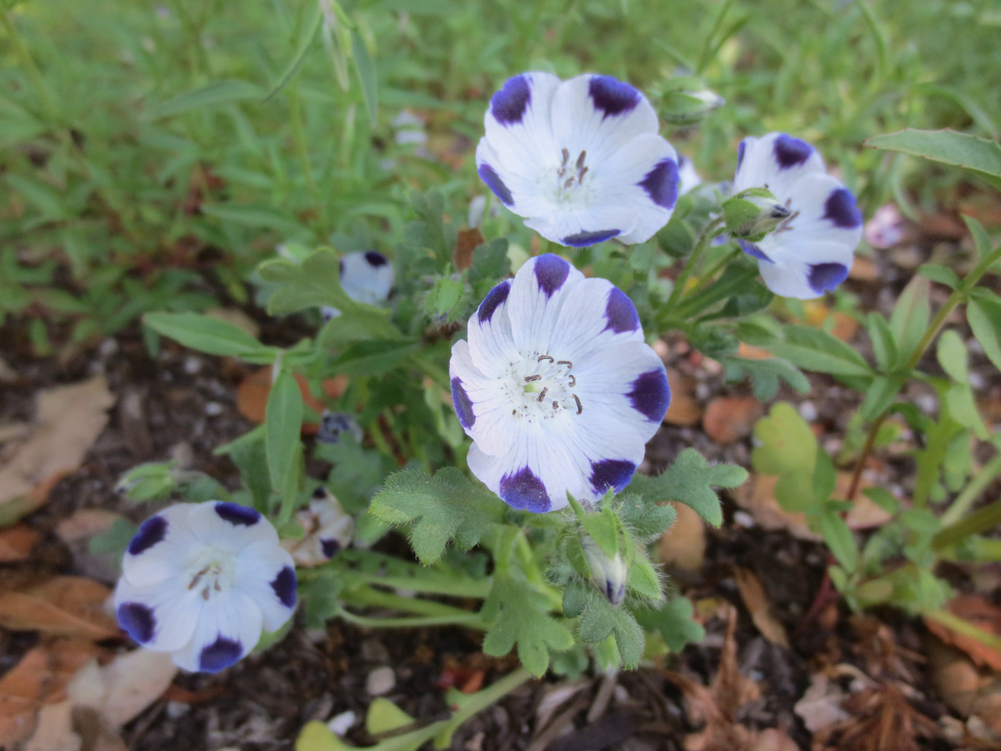 Nemophila maculata, Five Spot