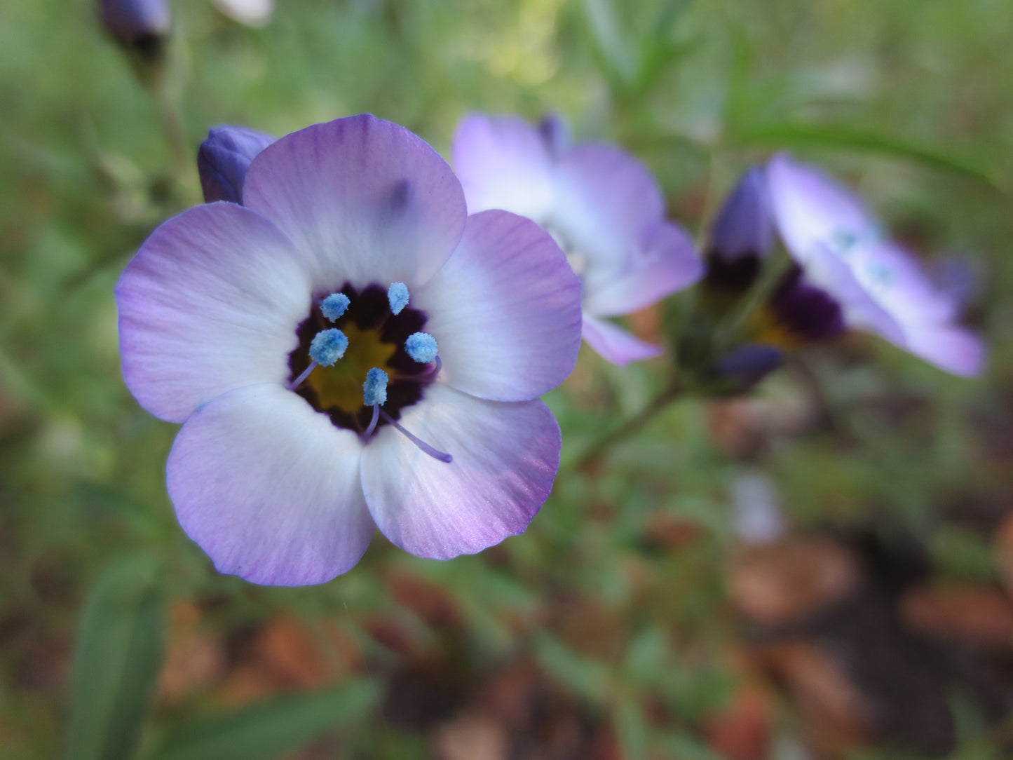 Gilia tricolor, Bird's Eye Gilia
