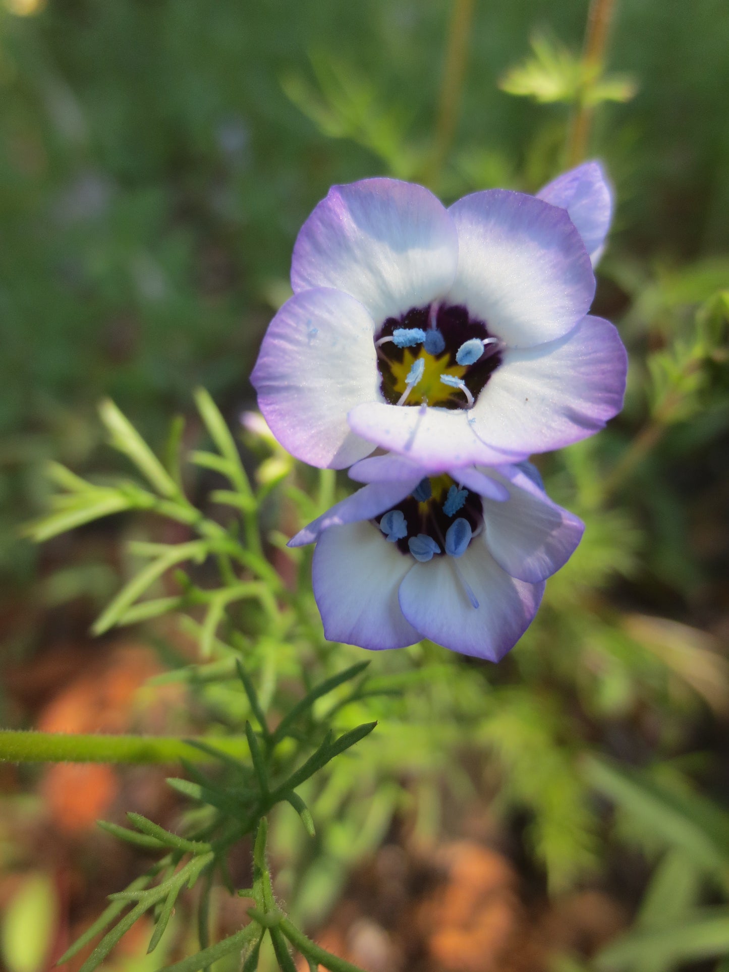 Gilia tricolor, Bird's Eye Gilia