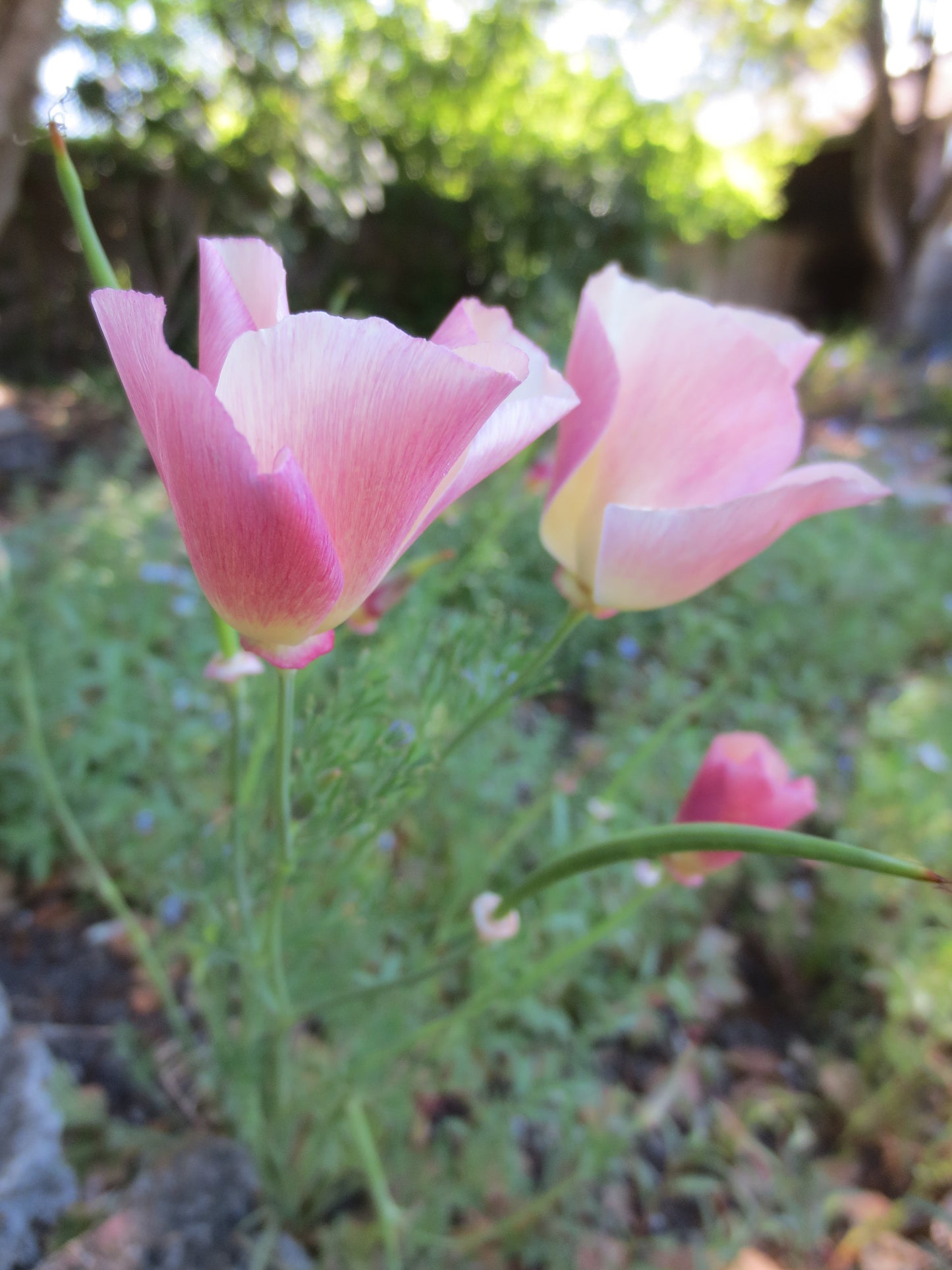 Eschscholzia californica 'Carmine King' Poppy