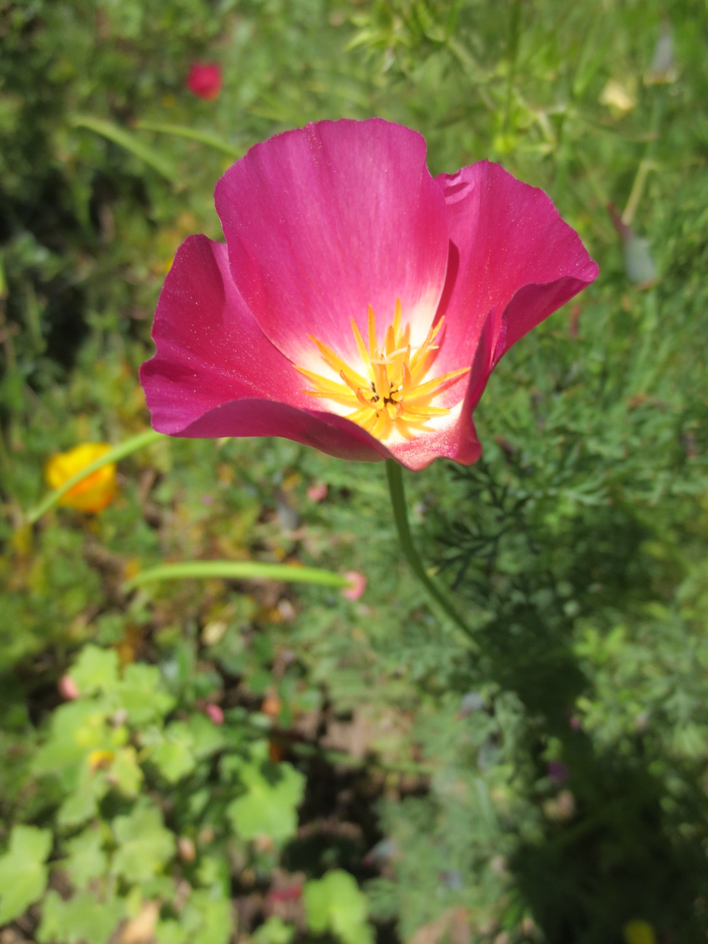 Eschscholzia californica 'Carmine King' Poppy