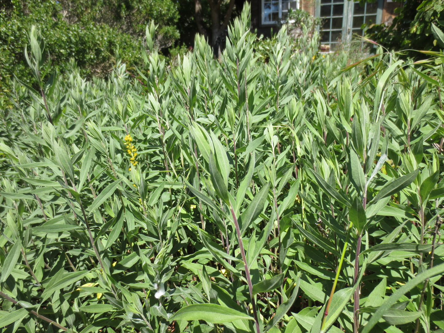 Solidago californica, California Goldenrod