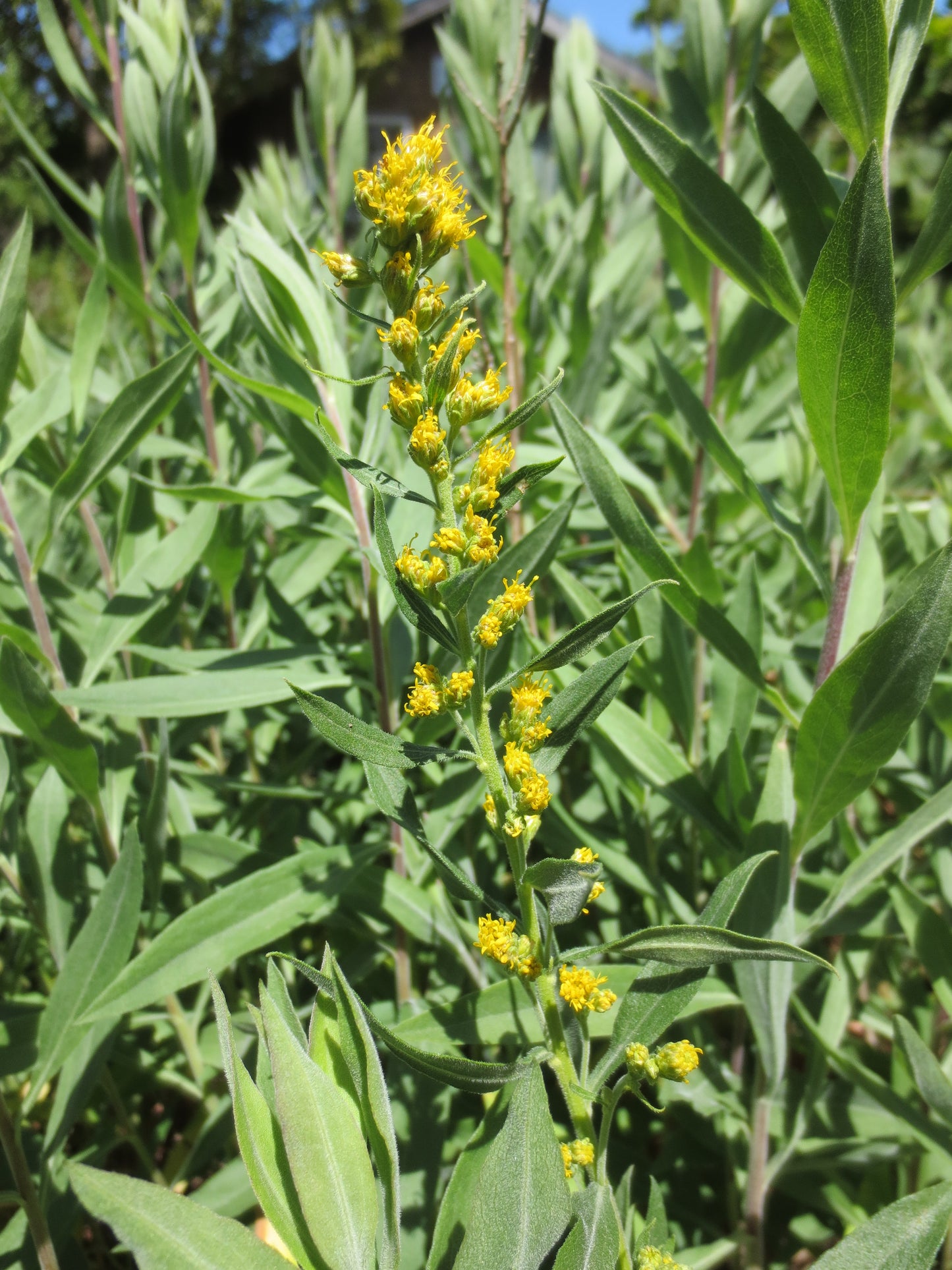 Solidago californica, California Goldenrod