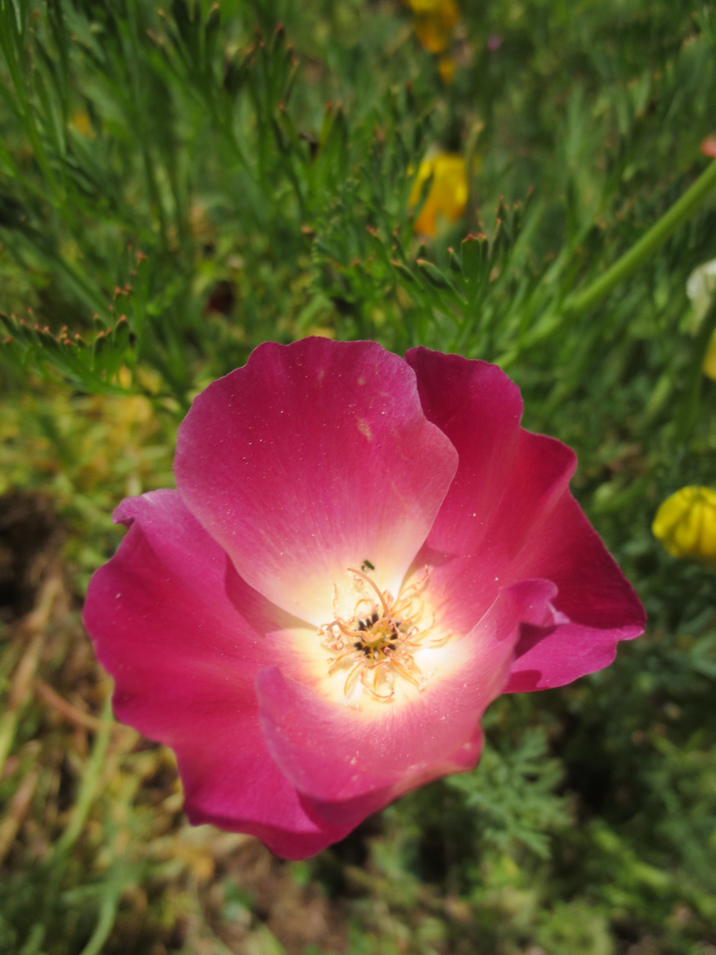 Eschscholzia californica 'Carmine King' Poppy