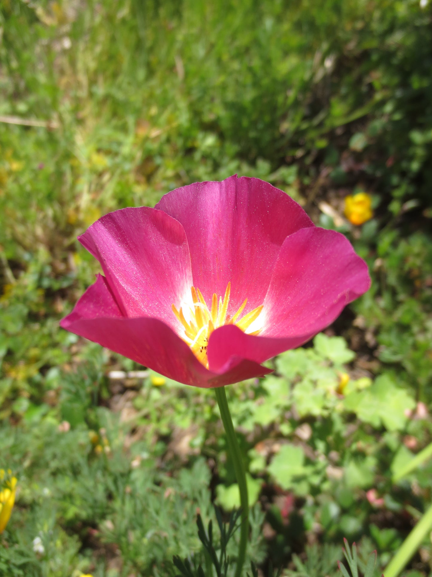 Eschscholzia californica 'Carmine King' Poppy
