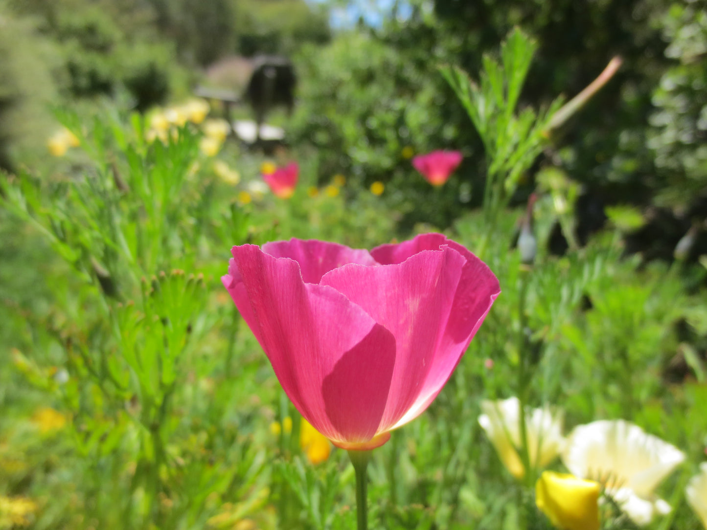 Eschscholzia californica 'Carmine King' Poppy