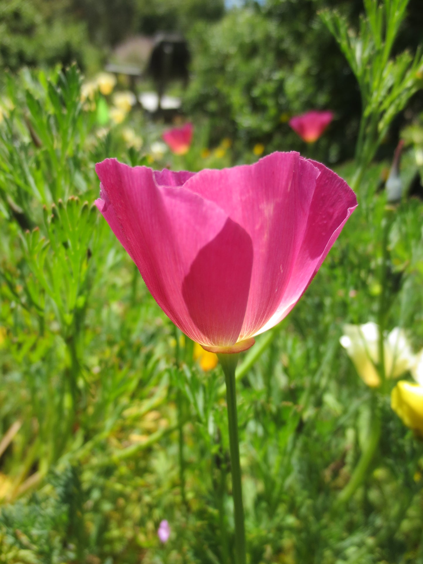 Eschscholzia californica 'Carmine King' Poppy
