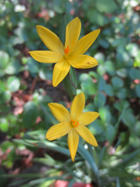 Sisyrinchium californicum, Yellow-eyed Grass