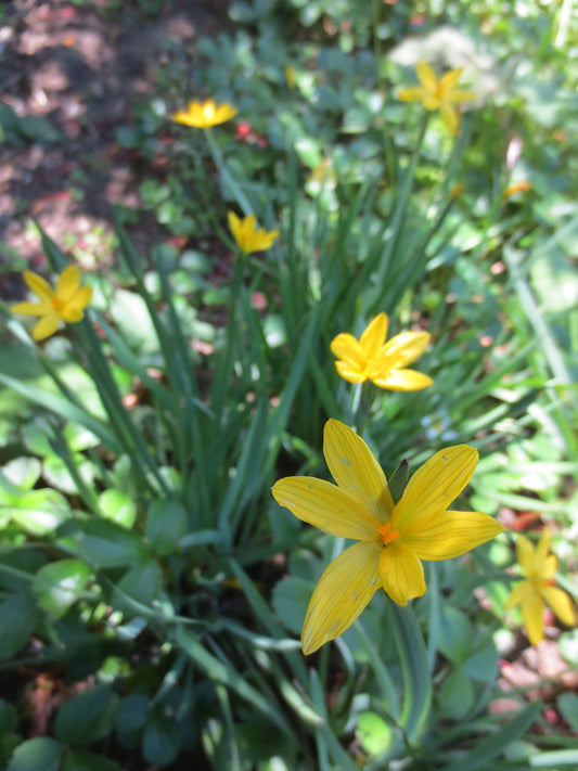 Sisyrinchium californicum, Yellow-eyed Grass